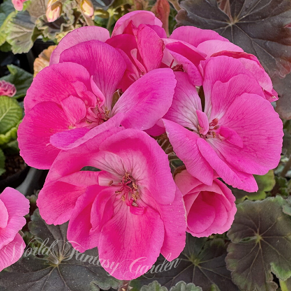 ゼラニウム」の人気商品一覧 | 安い商品を通販サイトから探す - 価格.com