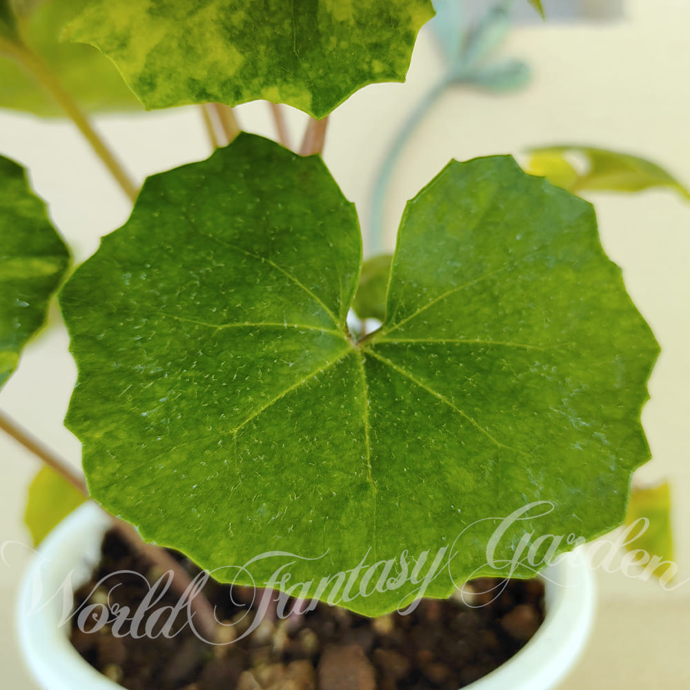 楽天市場】和の植物 ツワブキ 日の神錦 ヒノカミニシキ 1鉢 4〜4.5号