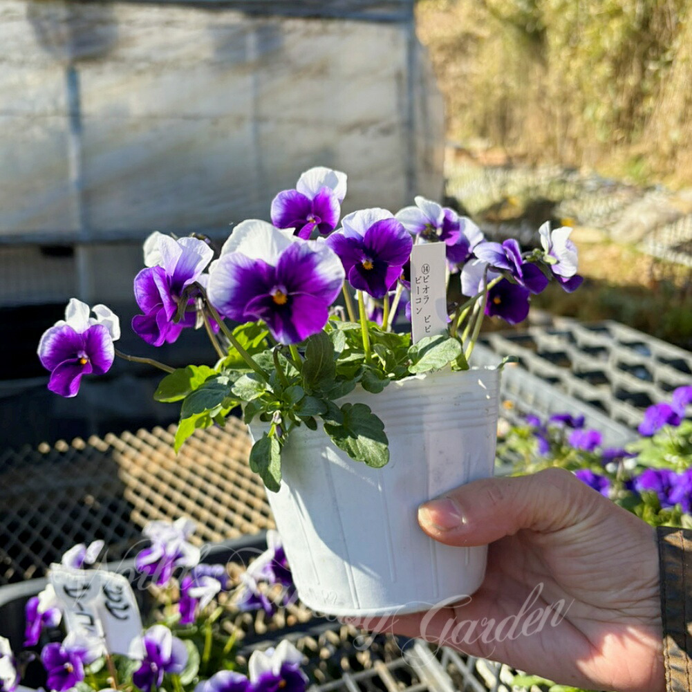 楽天市場】花苗 春植え ビオラ ビビ ビーコン 3.5号 2鉢 セット【お