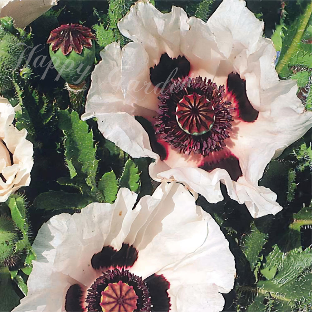 楽天市場】花苗 春 冬 秋 一年草 花 オリエンタルポピー チェッカーズ