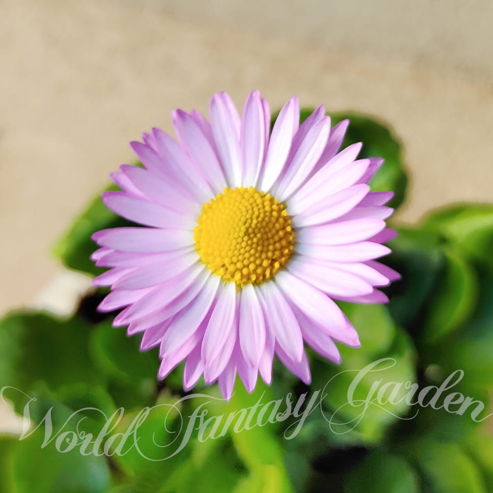 楽天市場】鉢植え 花 デイジーの通販