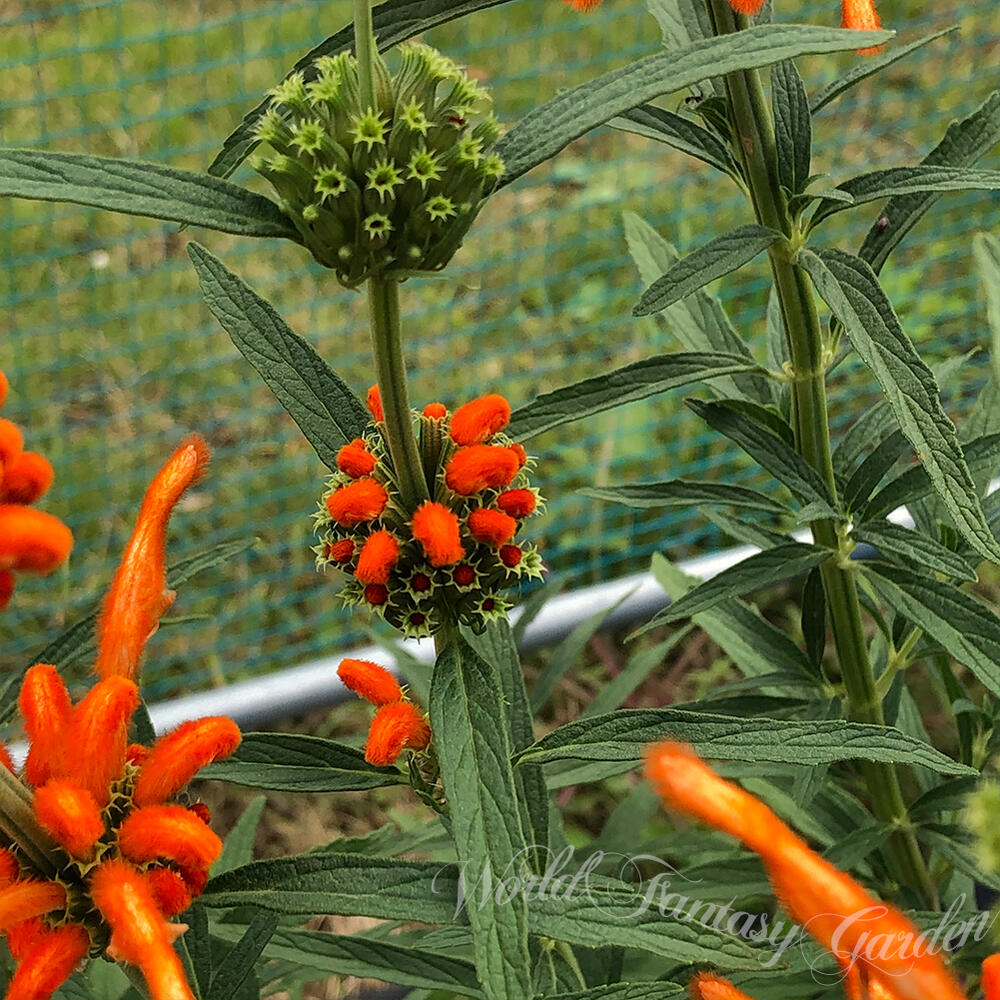 楽天市場】花苗 春 冬 秋 ライオンズイヤー 1鉢 3〜3.5号 【2月下旬