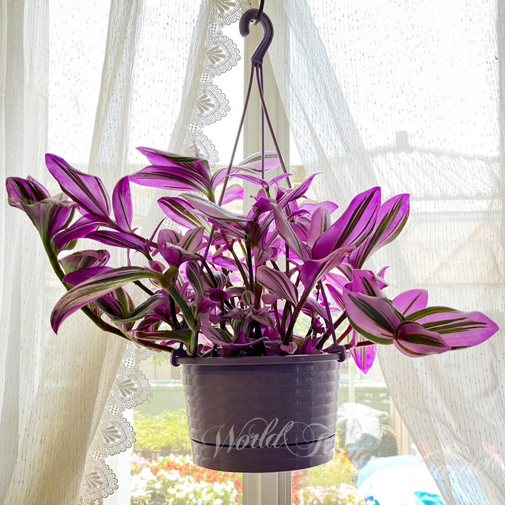 楽天市場】苗 観葉植物 ハンギング トラディスカンチア ナヌーク 6号