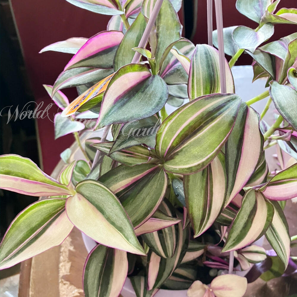 楽天市場】苗 観葉植物 トラディスカンチア セブリナ クオーダリー 6号