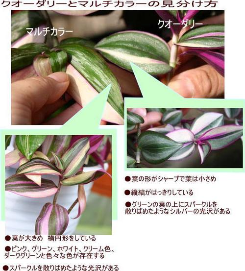 楽天市場】苗 観葉植物 トラディスカンチア セブリナ クオーダリー 6号
