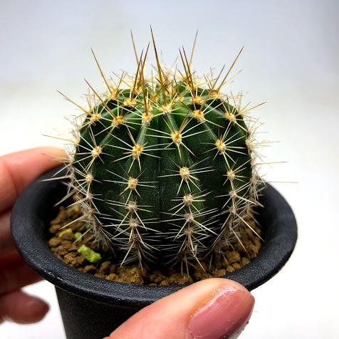 楽天市場】サボテン：ロビオプシス SP*幅4cm : 遊恵盆栽 楽天市場店