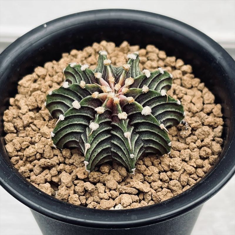 楽天市場】サボテン：ギムノカリキウム 牡丹玉 LB2178*幅3.5cm