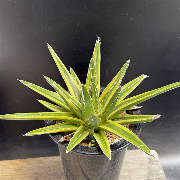 楽天市場】多肉植物：アガベ 笹の雪錦 黄覆輪*L 幅18cm : 遊恵盆栽