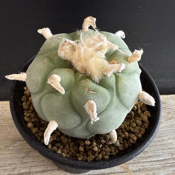 楽天市場】サボテン：ロフォフォラ ディフューサ 翠冠玉*M 幅5cm