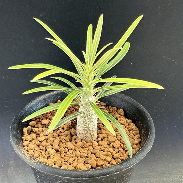 観葉植物 グラキリス パキポディウム 実生」の人気商品一覧 | 安い商品