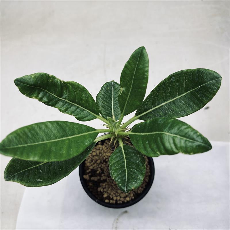 楽天市場】コーデックス：パキポディウム ウィンゾリー 国内実生 M