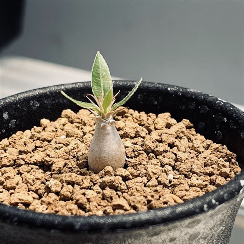 楽天市場】コーデックス：パキポディウム マカイエンセ ミニ*塊根幅0.8