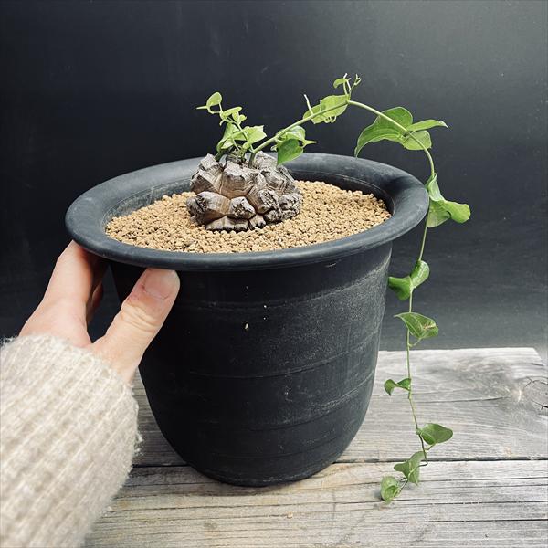 塊根植物・コーデックス ryunny5 塊根植物・コーデックスの育て方