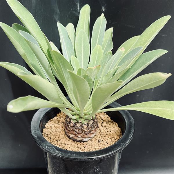 楽天市場】多肉植物：ユーフォルビア 鉄甲丸*L 塊根幅4.5cm : 遊恵盆栽