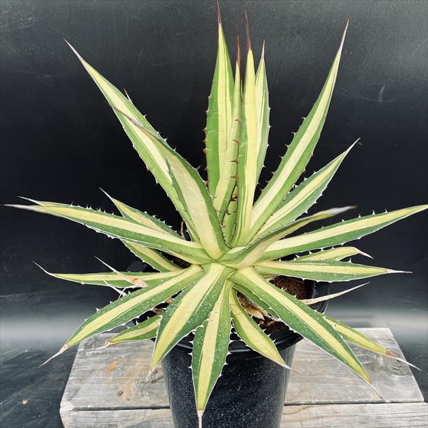 楽天市場】多肉植物：アガベ ホリダ錦*幅33cm 現品！一品限り : 遊恵