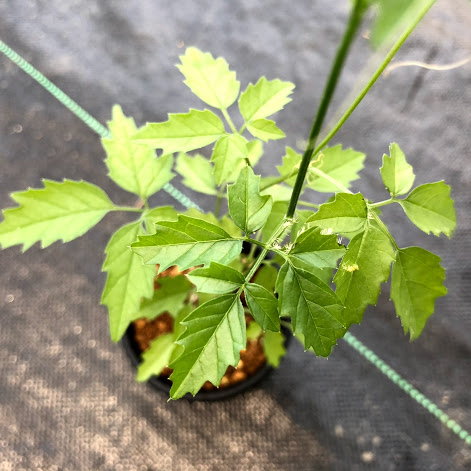 楽天市場】多肉植物：モモルディカ ロストラータ*塊幅1cm : 遊恵盆栽