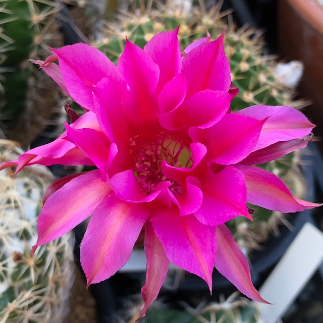 楽天市場】サボテン：ロビオプシス SP*幅4cm : 遊恵盆栽 楽天市場店