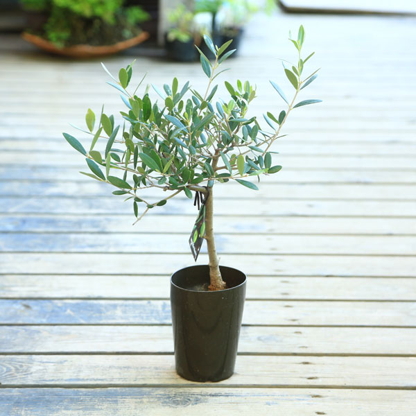 楽天市場】オリーブ souju ミッションの通販