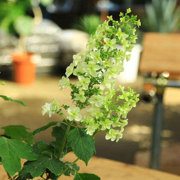 楽天市場】庭木苗・植木：カシワバアジサイ（紫陽花） *(かしわば