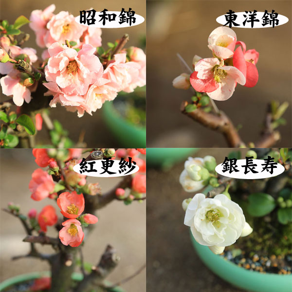 楽天市場】小品盆栽 品種が選べる：木瓜の花 (瀬戸焼三彩鉢)*放春花