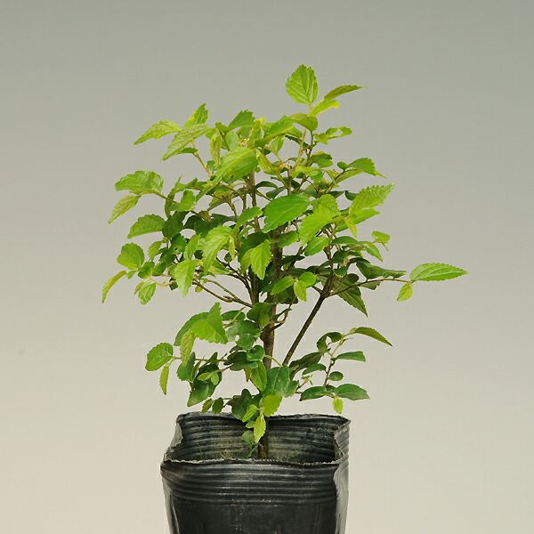 楽天市場】苗：榎（えのき）*エノキ enoki : 遊恵盆栽 楽天市場店