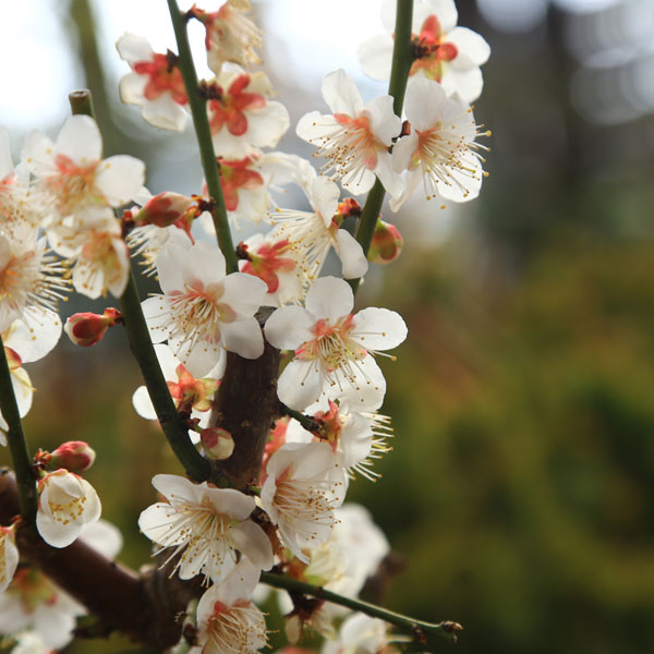 楽天市場】苗：梅（大）*（紅梅・白梅）6号素焼き鉢＜2026年早春開花