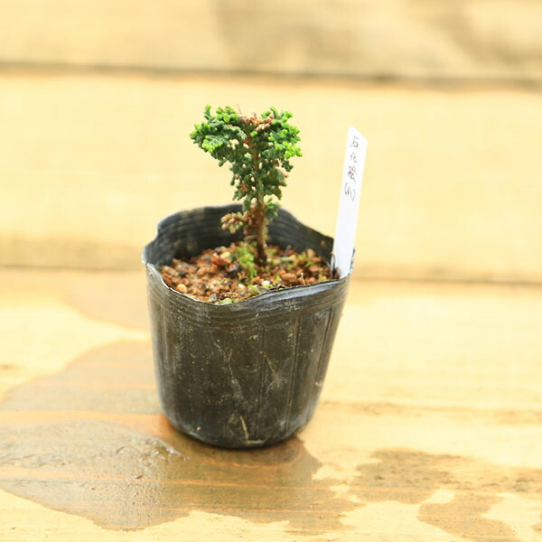 楽天市場】石化 ヒノキ 盆栽の通販
