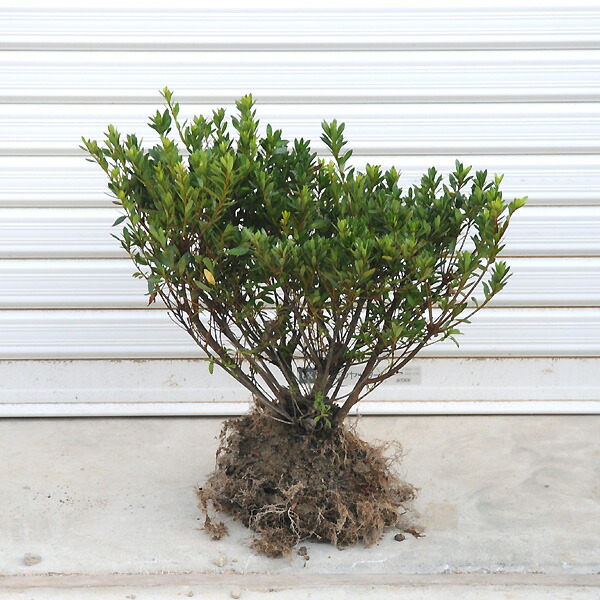 楽天市場】庭木：サツキ（さつき・大盃）* 大株！皐月 : 遊恵盆栽 楽天