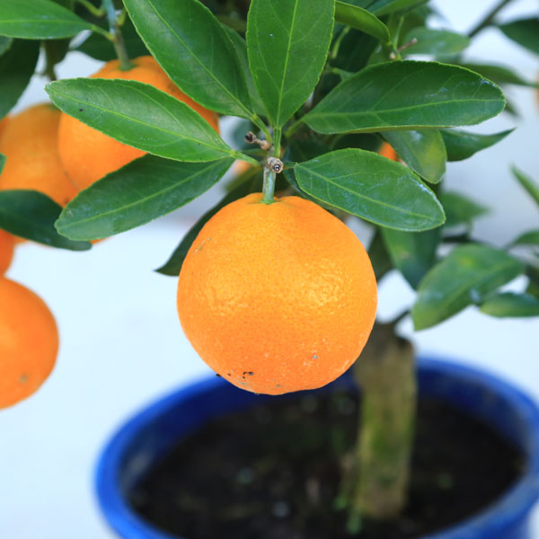 楽天市場】送料無料 庭木・植木・苗木：特良品！早生温州みかん*ミカン