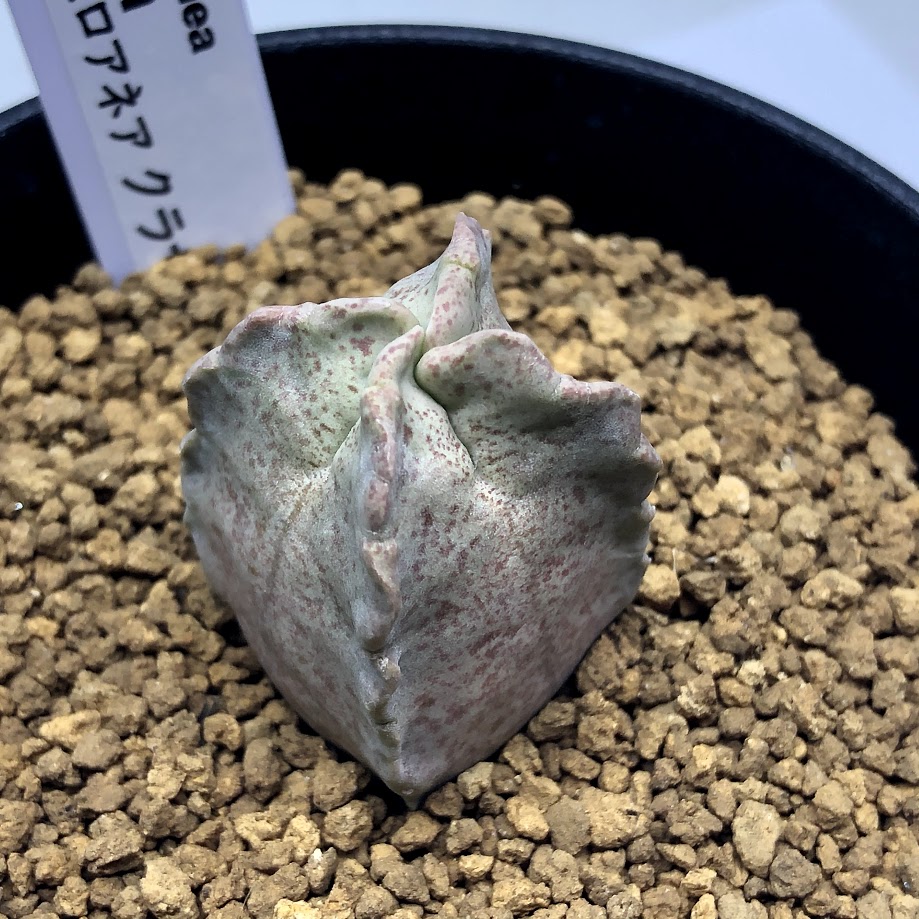 楽天市場】多肉植物：ホワイトスロアネア クラサ*幅3cm 現品！一品