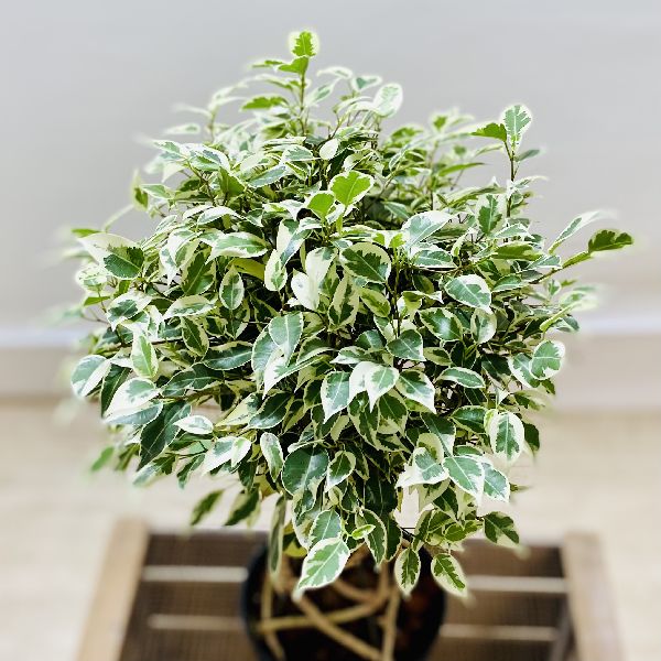 楽天市場】おしゃれ 観葉植物：フィカス ベンジャミン スターライト