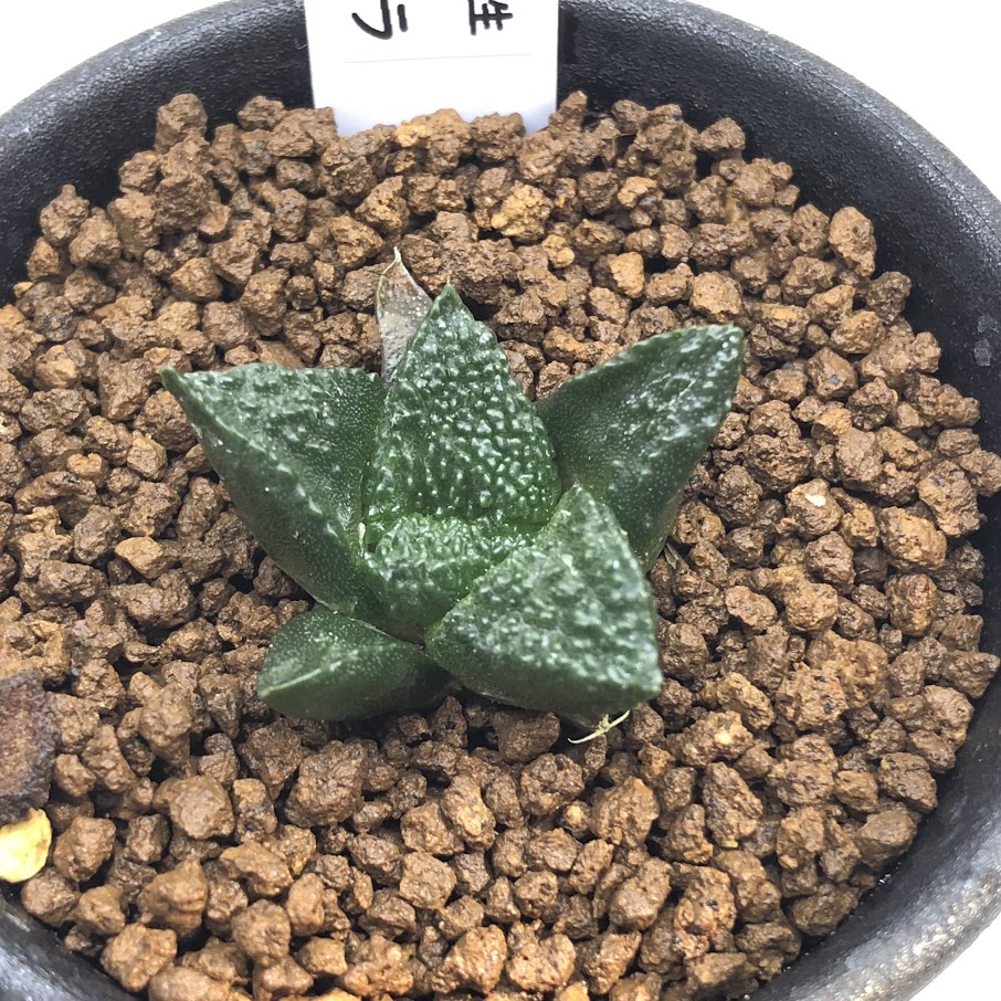 楽天市場】サボテン：アリオカルプス ゴジラ*幅3cm 現品！一品限り