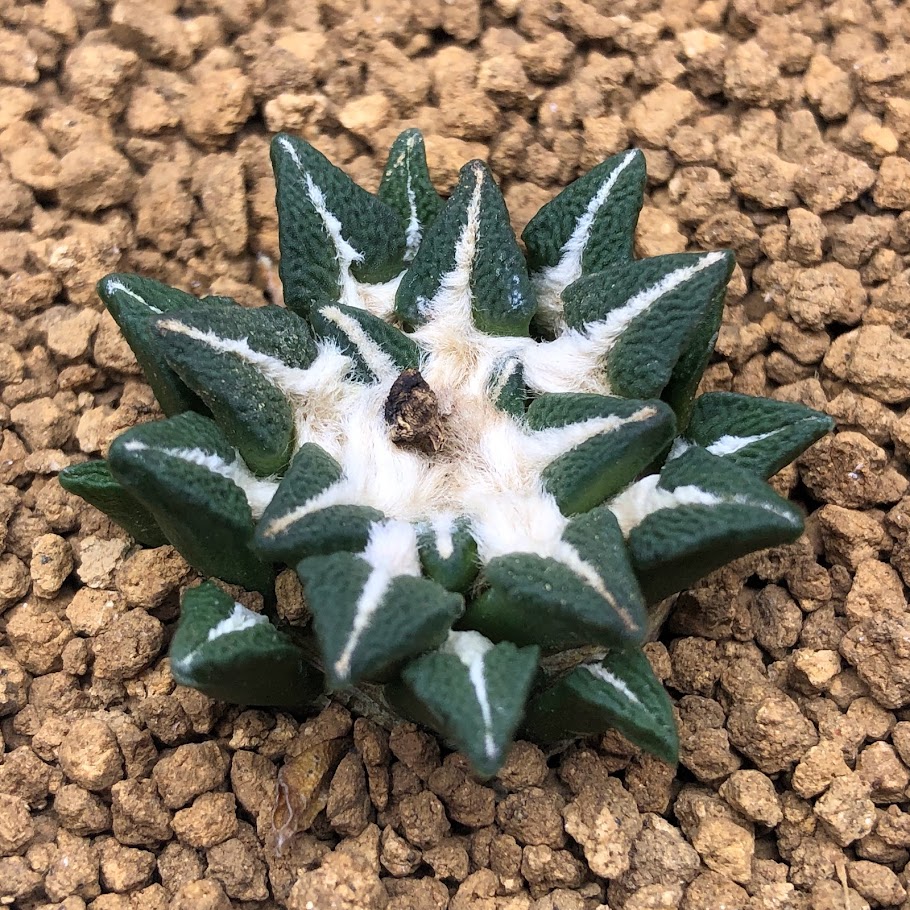 楽天市場】サボテン：アリオカルプス 黒牡丹 実生*幅3cm 現品 一品