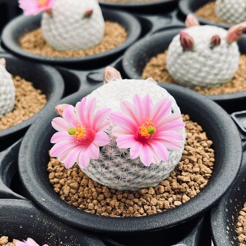 楽天市場】サボテン：マミラリア 白鳥 実生*S 幅2.5cm : 遊恵盆栽