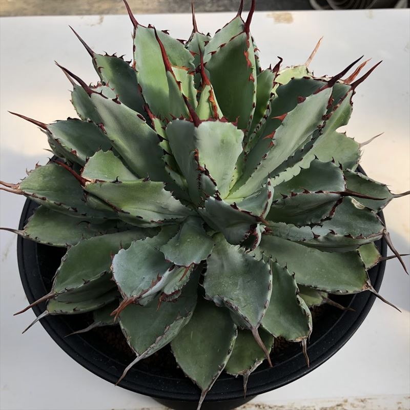 楽天市場】多肉植物：アガベ ポタトルム キュービック*幅24cm 現品