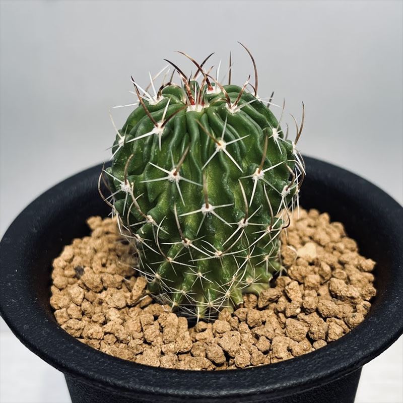 楽天市場】サボテン：エキノフォスロカクタス 縮玉 実生*S 幅3cm