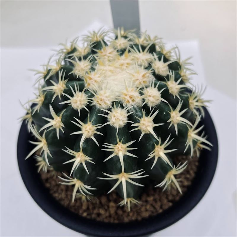 楽天市場】サボテン：エキノカクタス 短刺金鯱*幅8cm : 遊恵盆栽 楽天