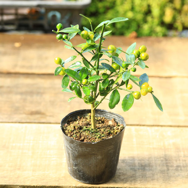 楽天市場】苗：キンズ（金豆）きんず 金豆柑 きんずかん : 遊恵盆栽