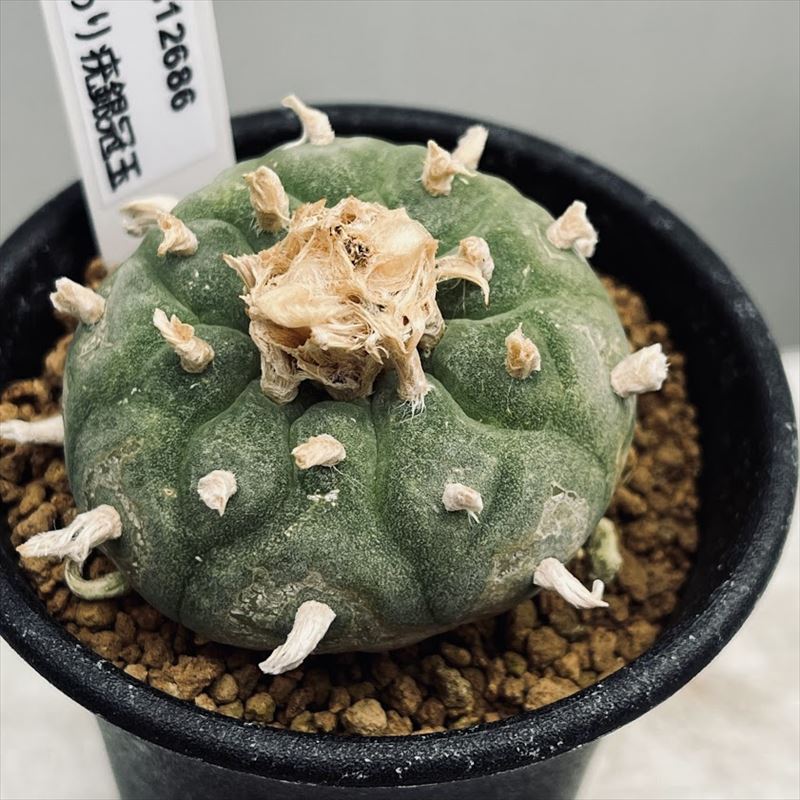 楽天市場】サボテン：ロフォフォラ 多毛変わり疣 銀冠玉*幅4cm