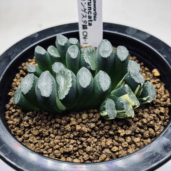楽天市場】多肉植物：ハオルチア 玉扇 コンゲスタ錦 CN-11*幅7cm