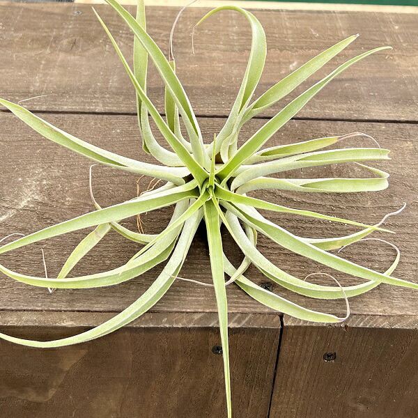 楽天市場】おしゃれ 観葉植物 エアープランツ：チランジア