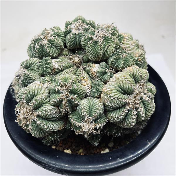 楽天市場】サボテン：アズテキウム 花籠（はなかご）*幅11cm 現品