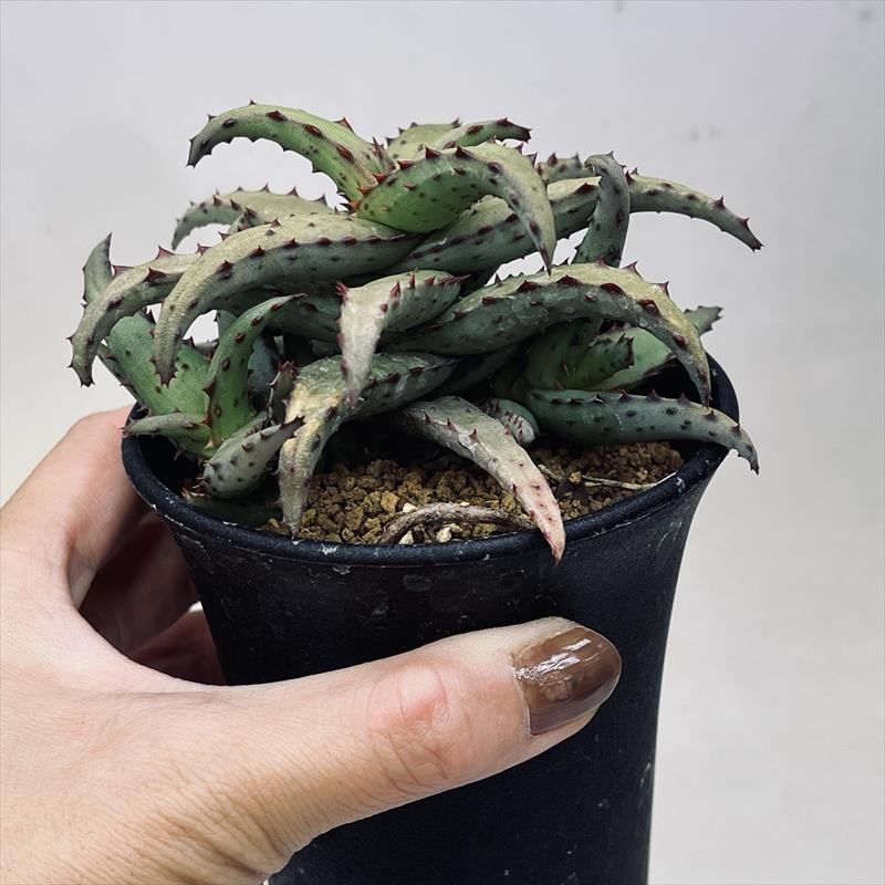 楽天市場】多肉植物：アロエ カスティロニアエ 実生*幅10cm 現品