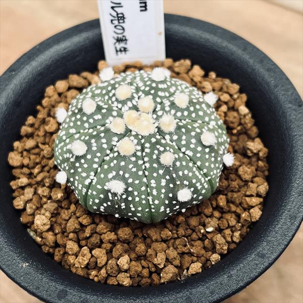 楽天市場】サボテン：アストロフィツム ミラクル兜の実生*幅3.5cm