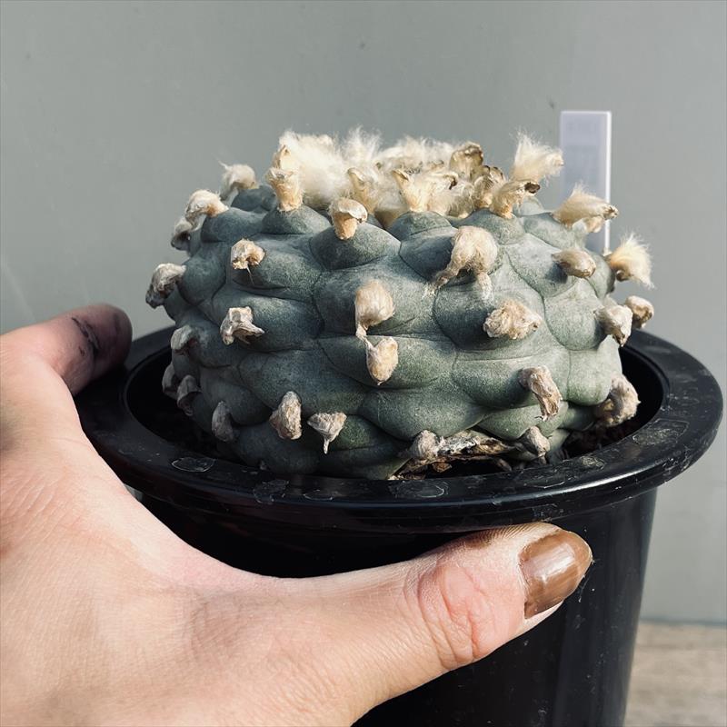 楽天市場】サボテン：ロフォフォラ 銀冠玉 実生*幅9cm 現品！一品