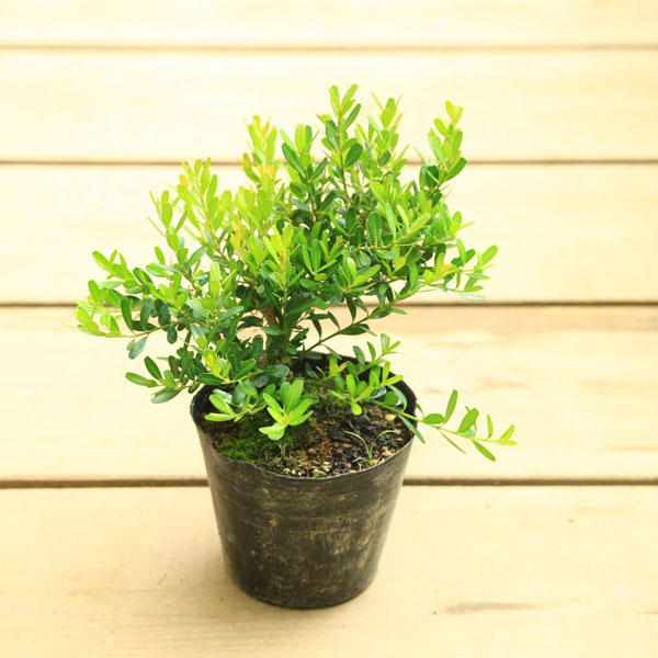 楽天市場】苗：台湾つげ*タイワンツゲ : 遊恵盆栽 楽天市場店