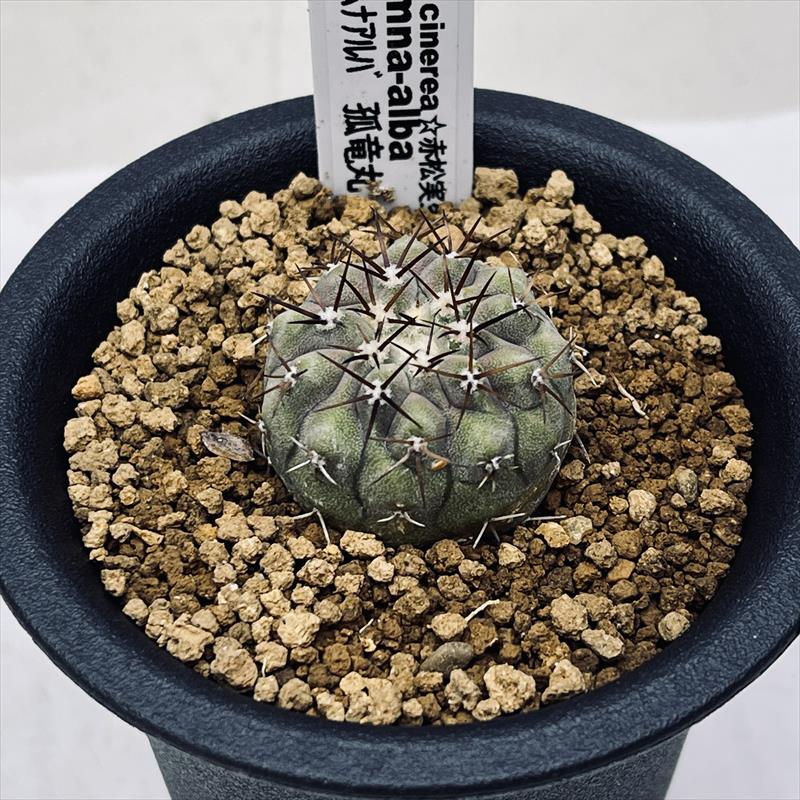 楽天市場】サボテン：コピアポア コルムナアルバ 孤竜丸（こりゅうまる