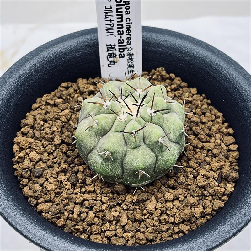 楽天市場】サボテン：コピアポア コルムナアルバ 孤竜丸（こりゅうまる