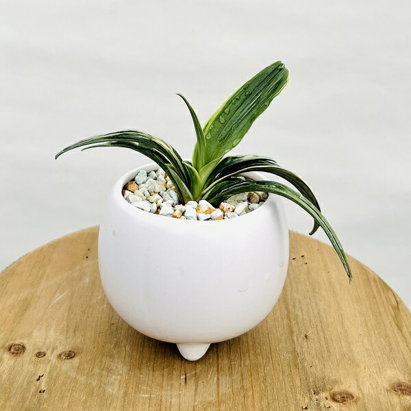 楽天市場】万年青 オモト（サイズ（植木鉢）4 ～ 6号）の通販