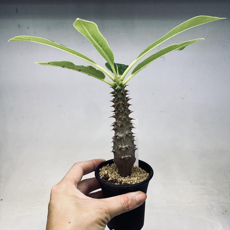 楽天市場】コーデックス：パキポディウム バロニー 実生*S 塊根幅2.5